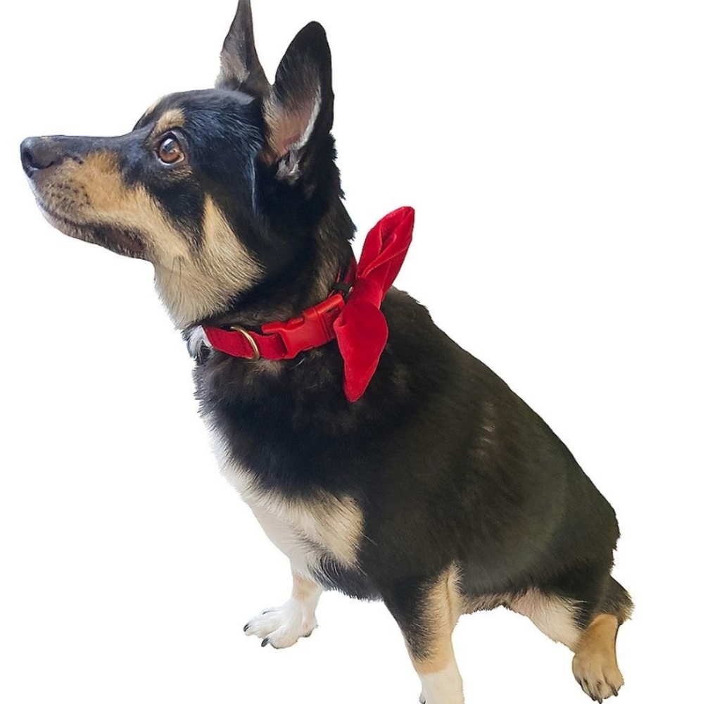Red Bow Tie Dog Collar